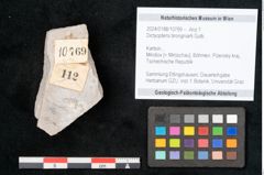 Foto (Objekt + Etikett) von Dictyopteris brongniarti Gutb. (NHMW-GEO-2024-0188-10769)